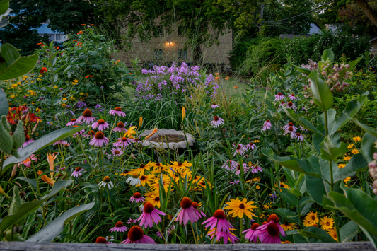 Plantas vivaces: guía completa para cultivarlas en tu jardín naturalista