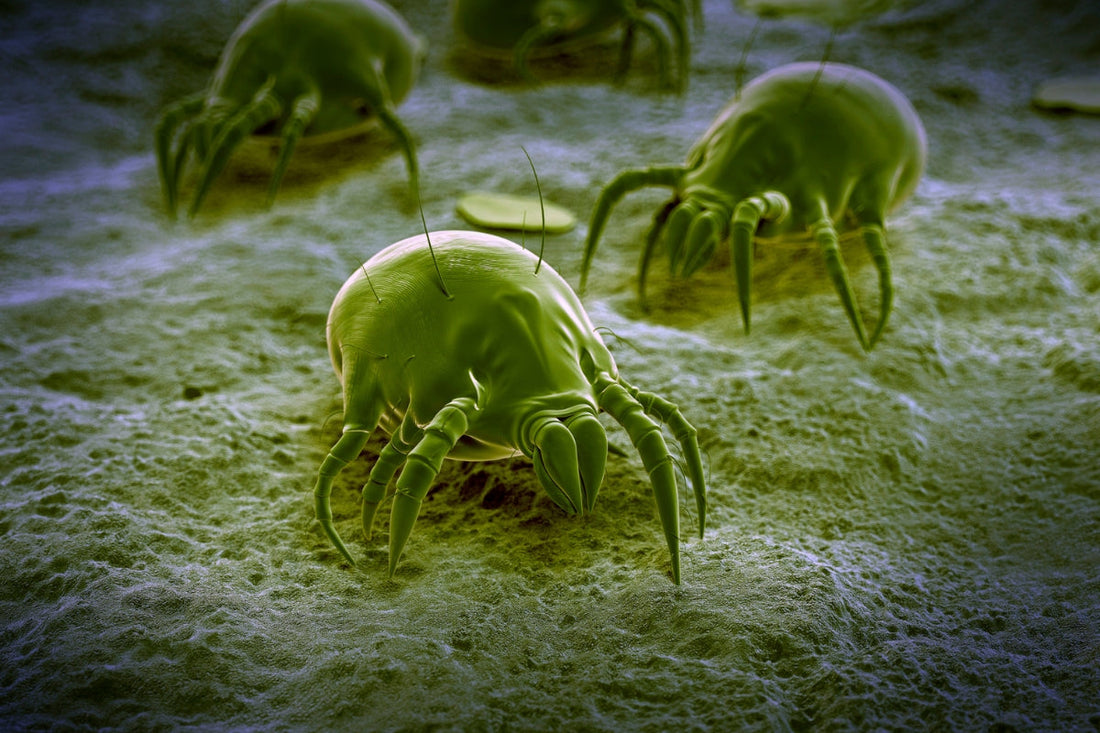 Cultivar con microbios: el suelo como un organismo vivo