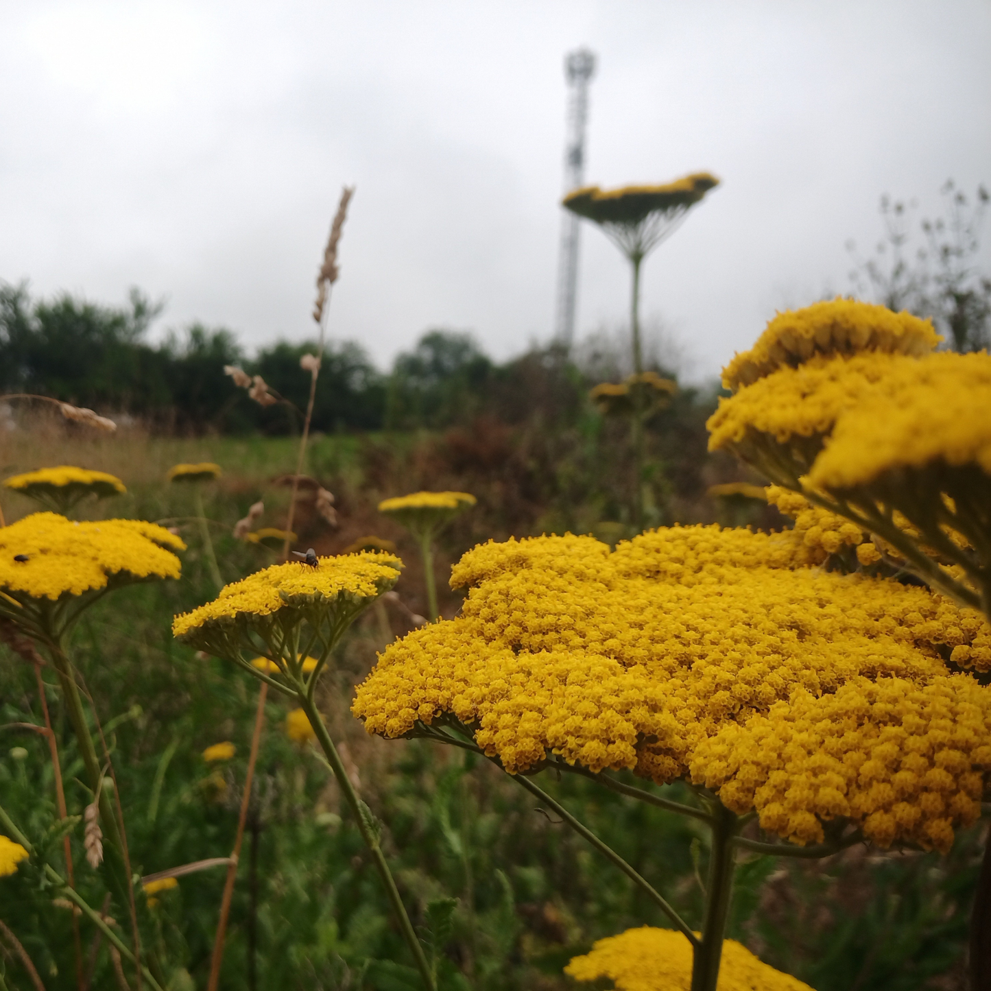 Achillea flilipendulina "Cloth of Gold"