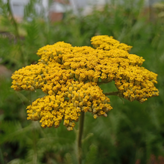 Achillea flilipendulina "Cloth of Gold"