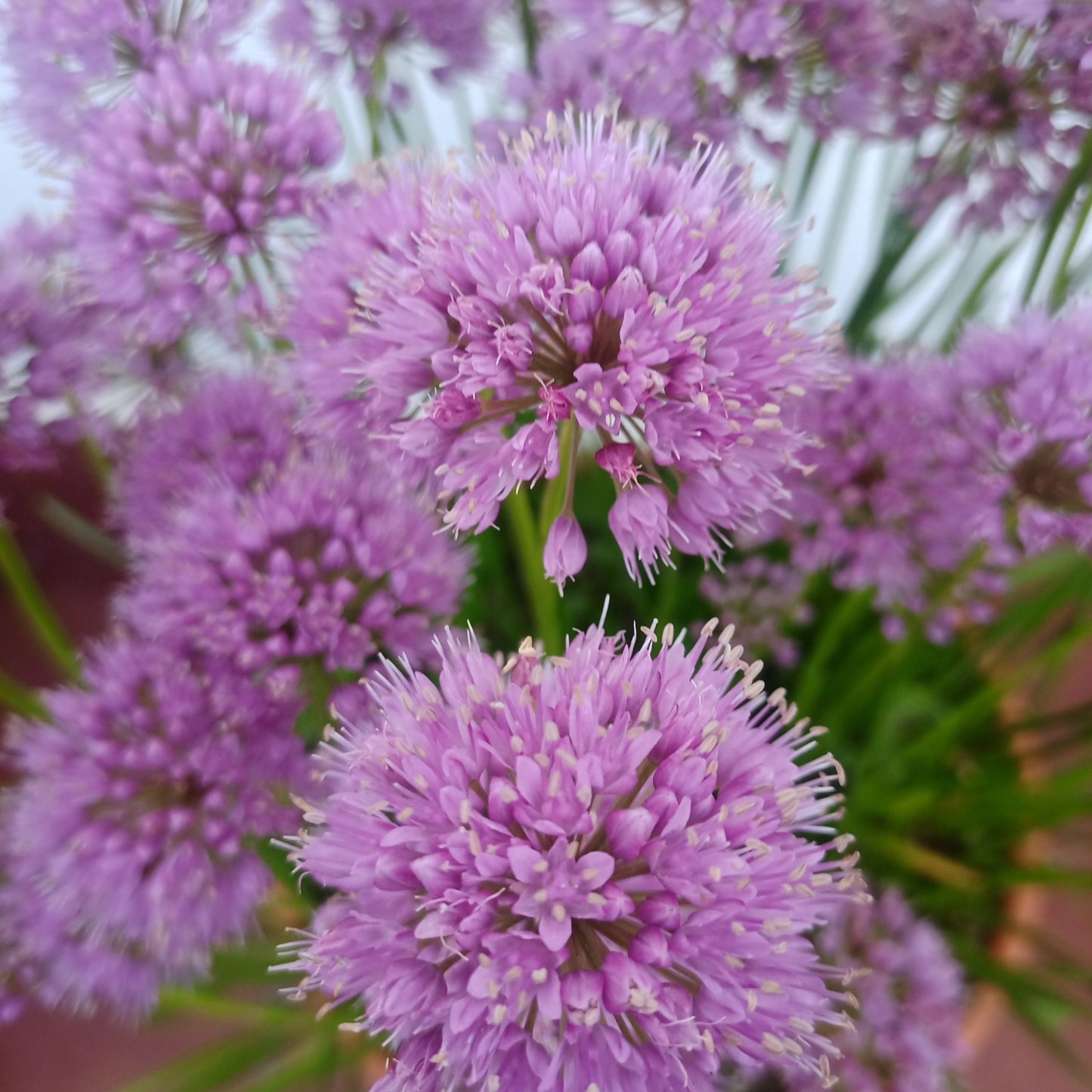 Allium milenium