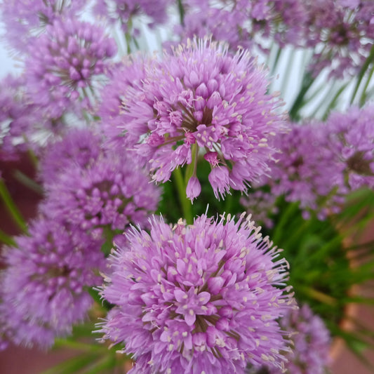 Allium milenium