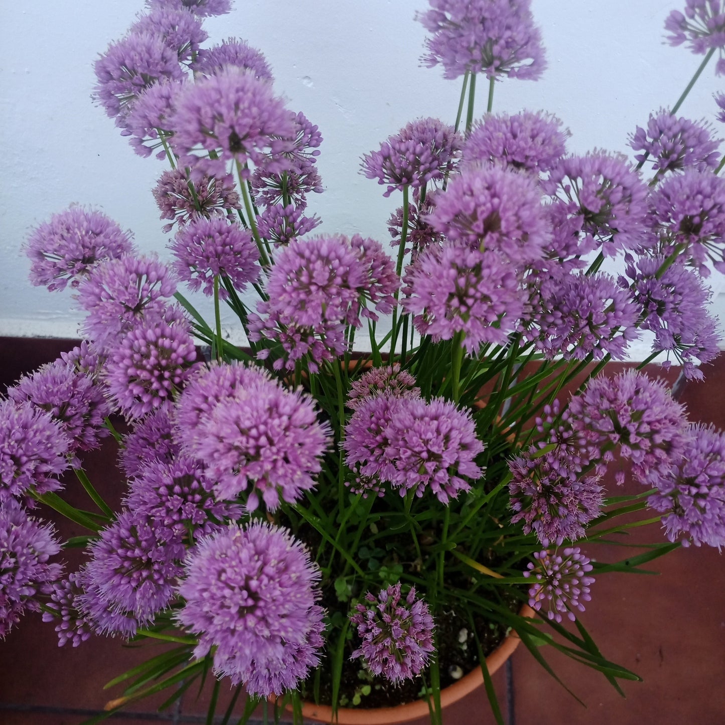 Allium milenium