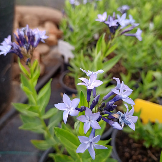 Amsonia Blue Ice