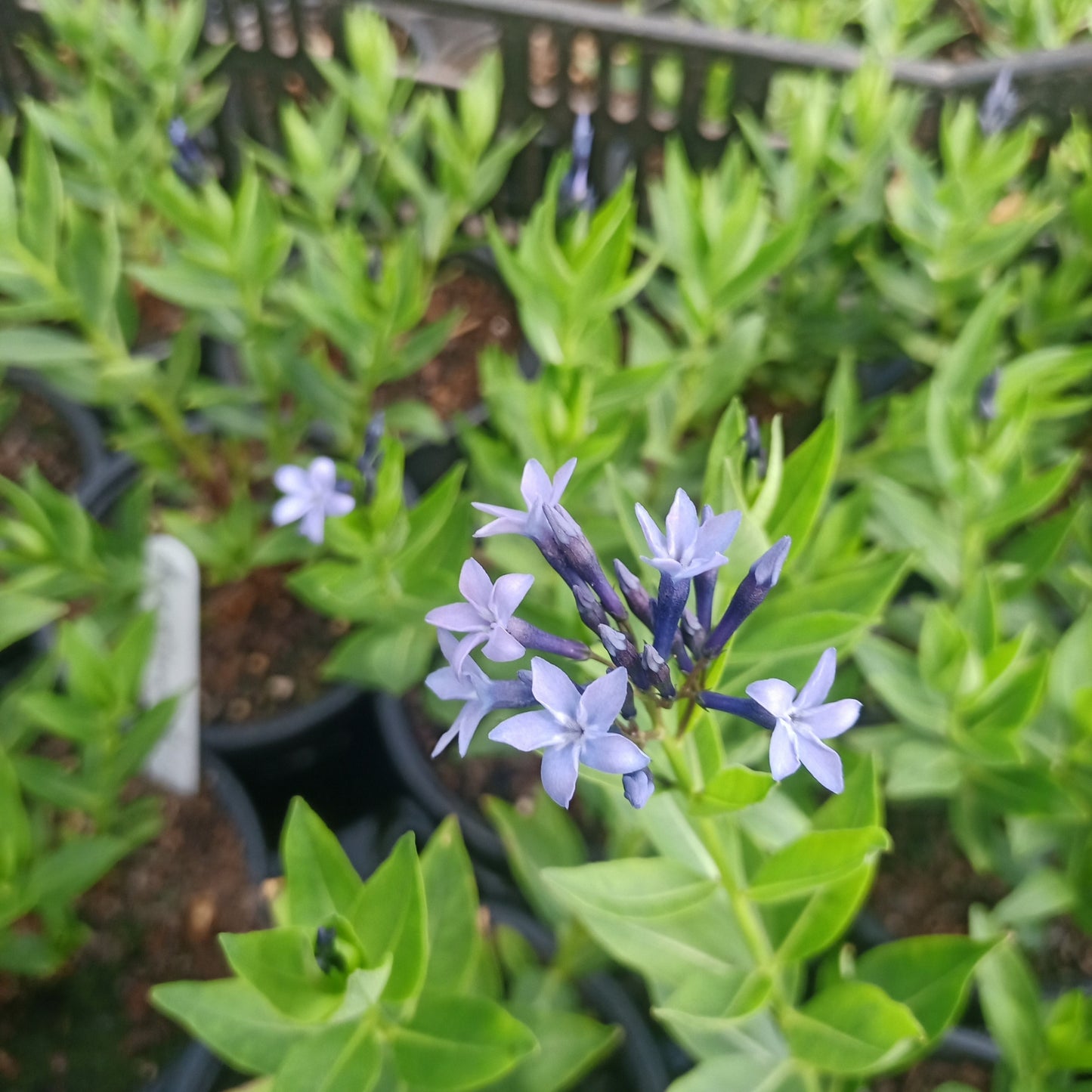 Amsonia Blue Ice