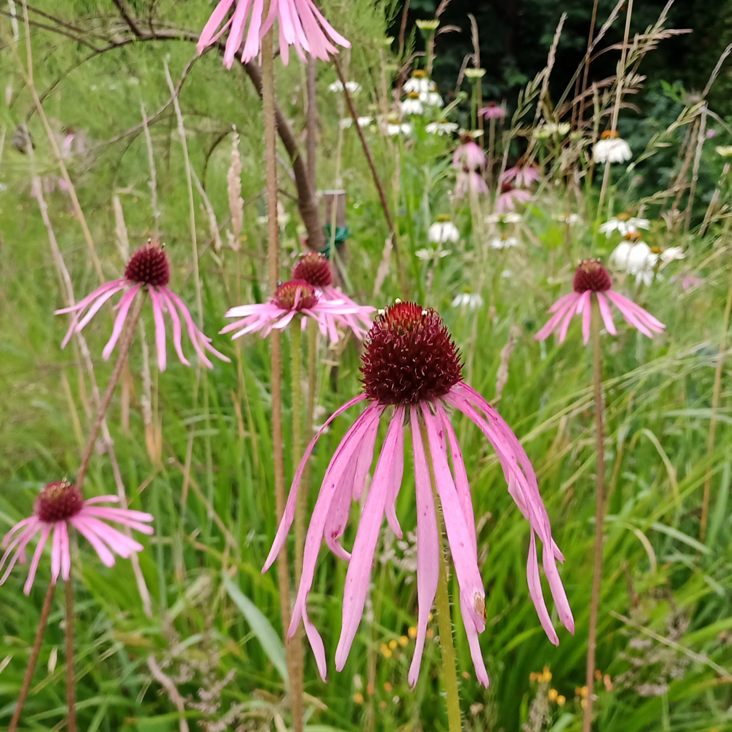 Echinacea pallida