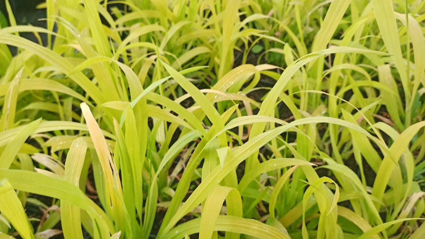 Milium effusum Aureum