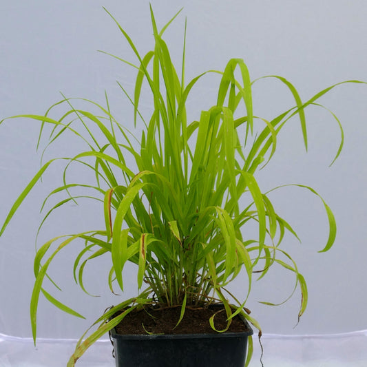 Milium effusum Aureum