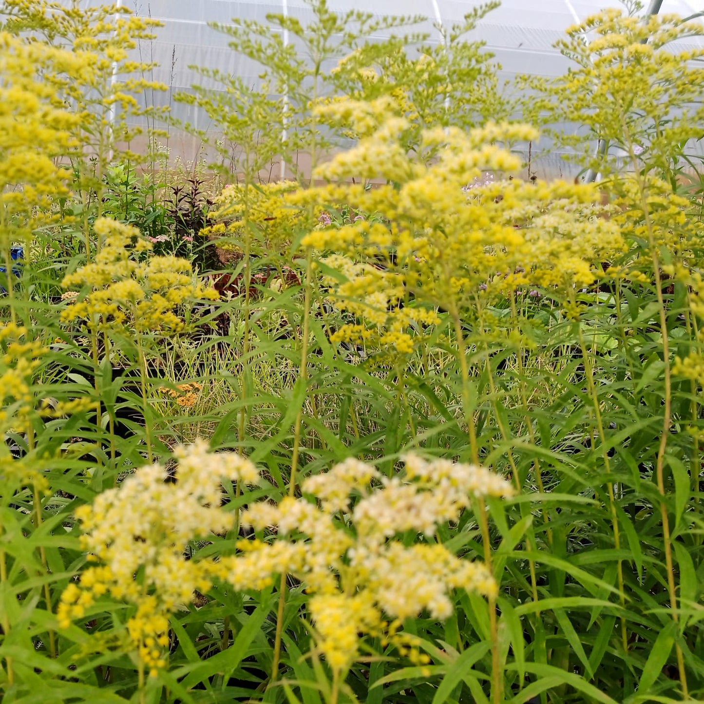 Solidago x cultorum Loysder Crown