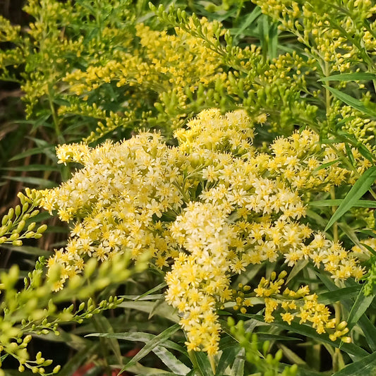 Solidago x cultorum Loysder Crown