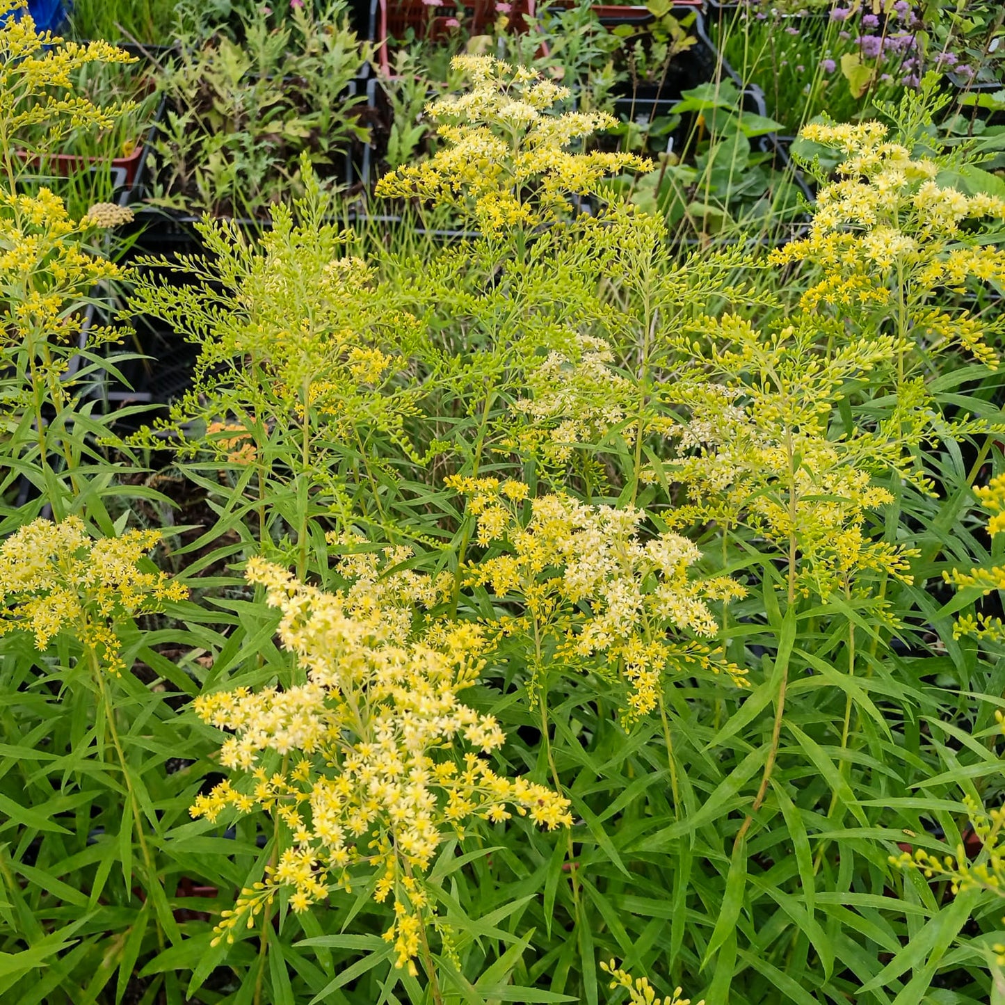 Solidago x cultorum Loysder Crown