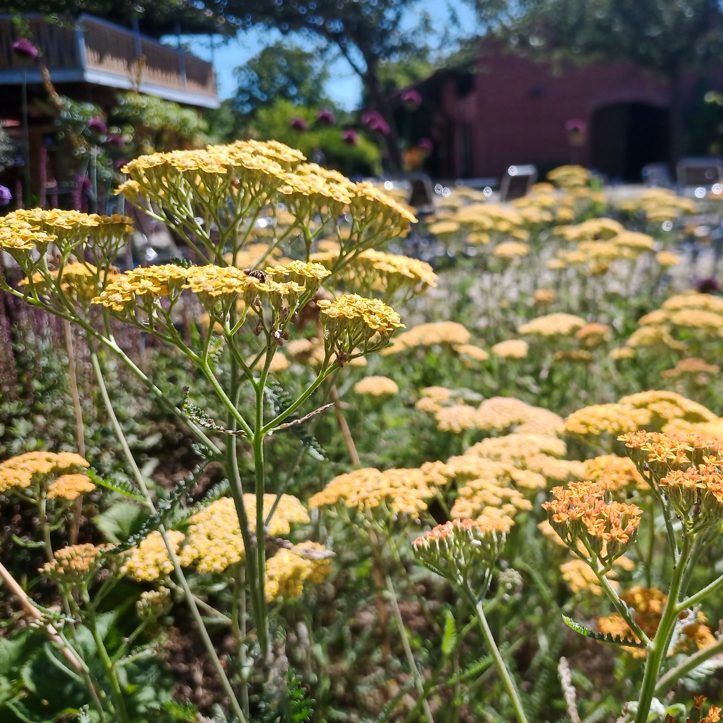 Achillea millefolium Terracotta
