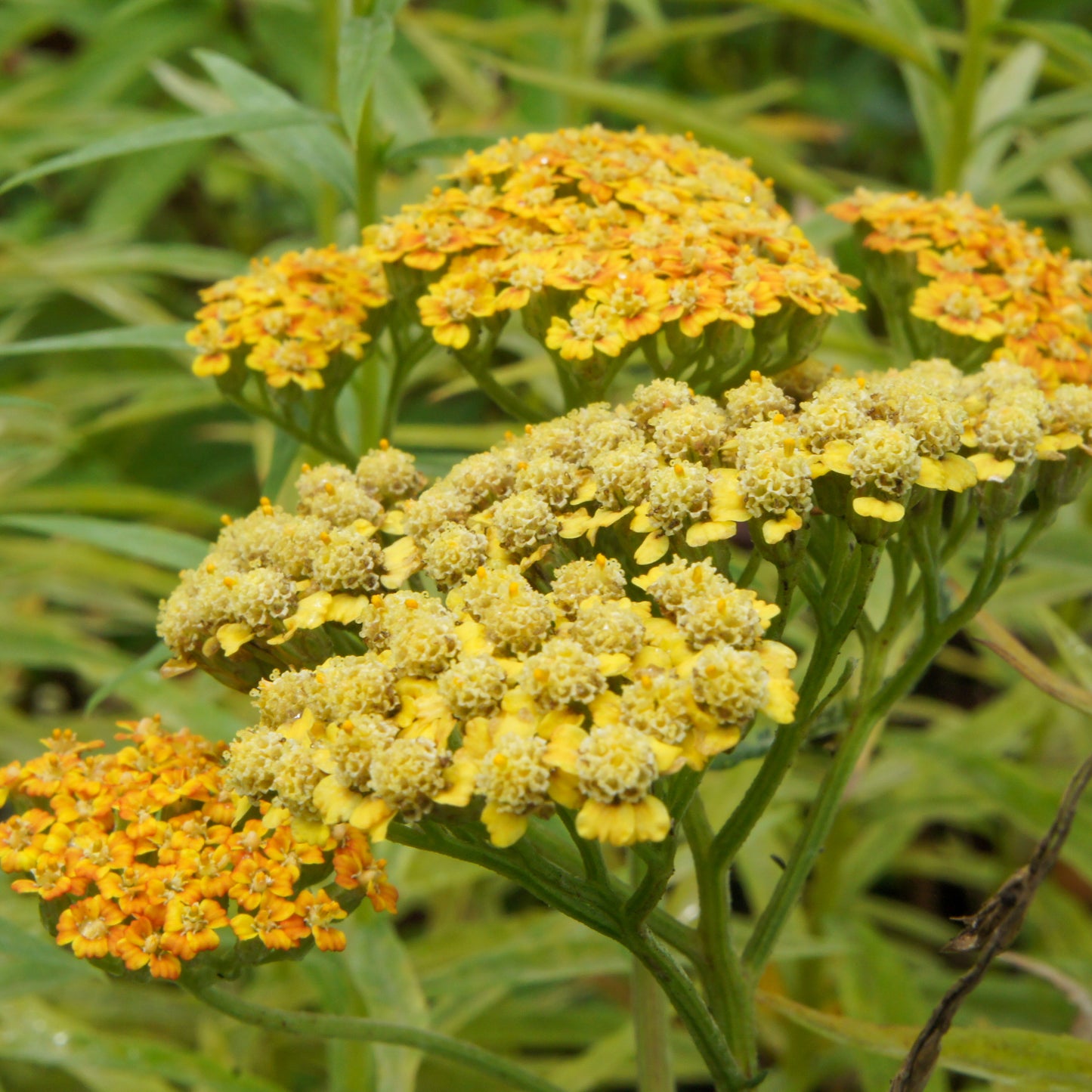 Achillea millefolium Terracotta