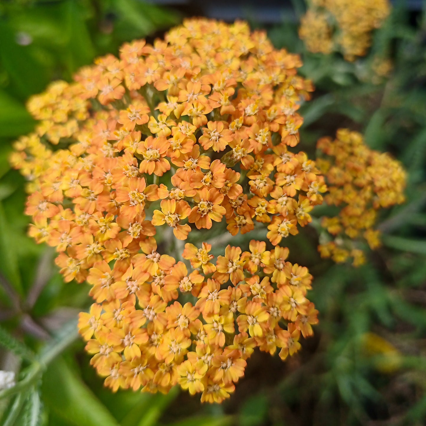 Achillea millefolium Terracotta