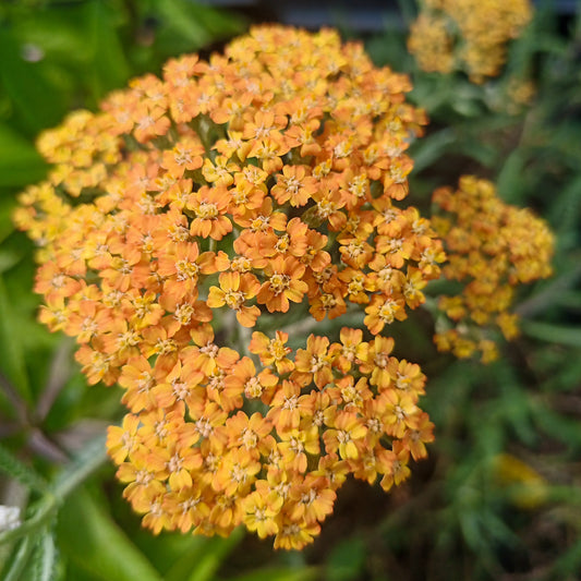 Achillea millefolium Terracotta