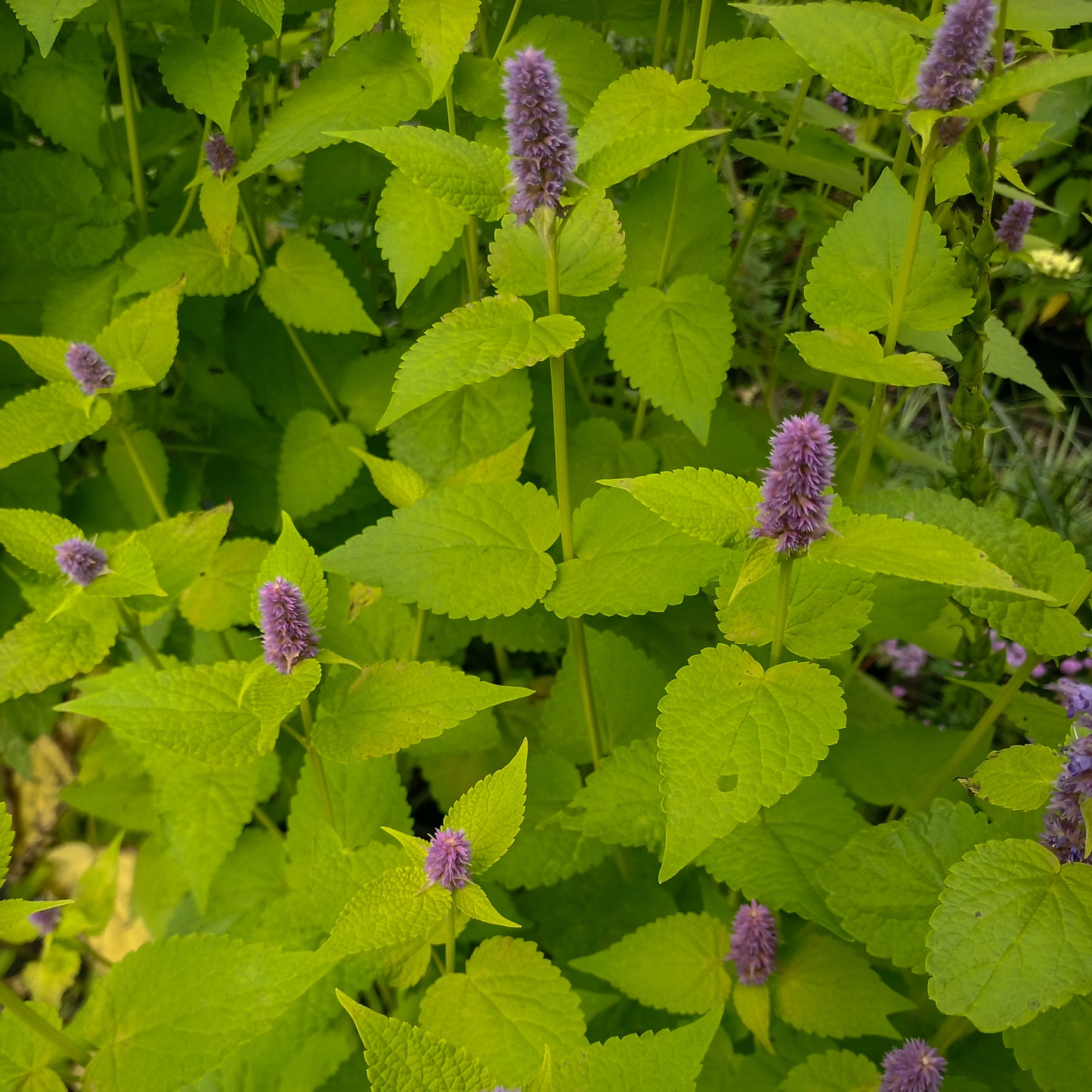 Agastache rugosa Golden Jubilee