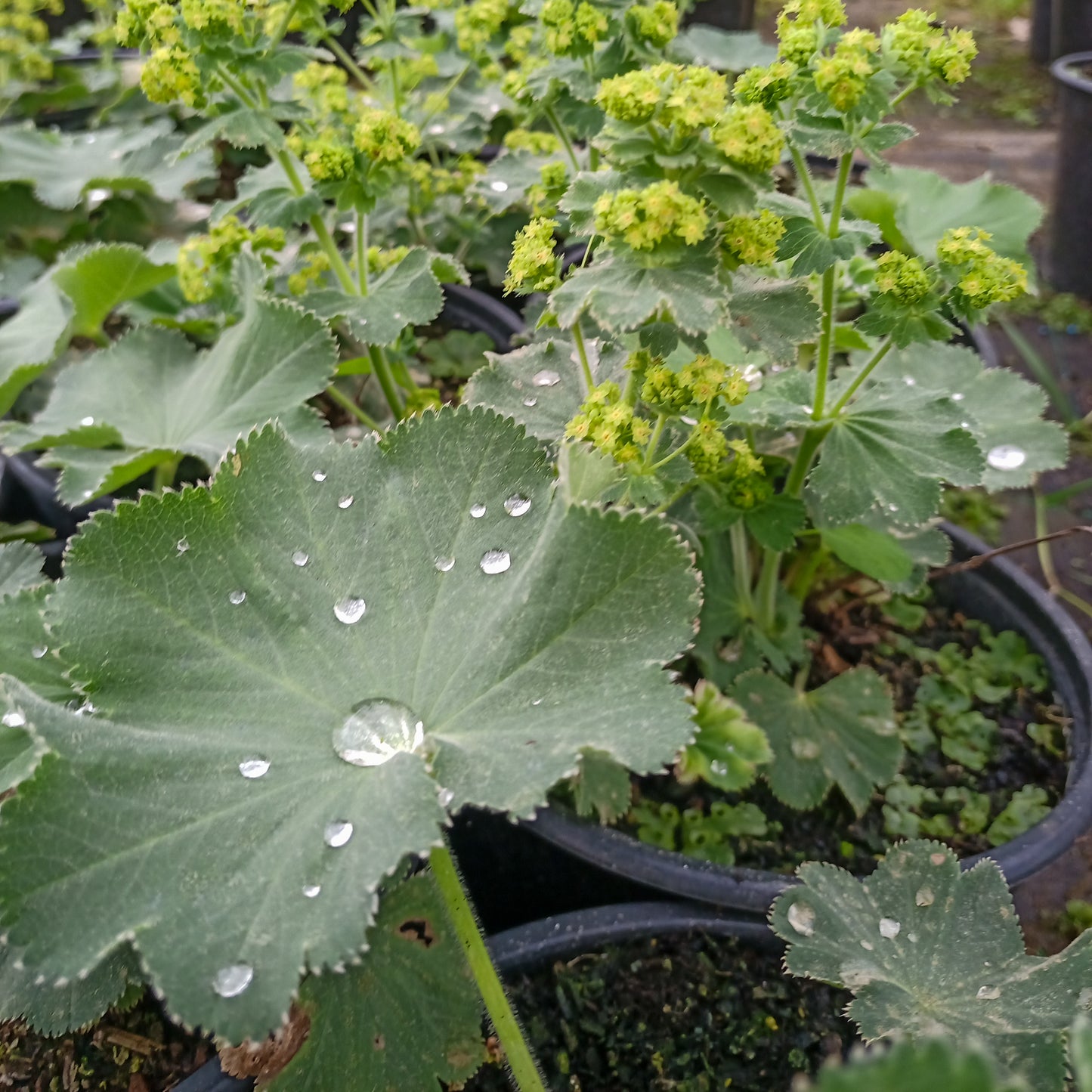 Alchemilla mollis