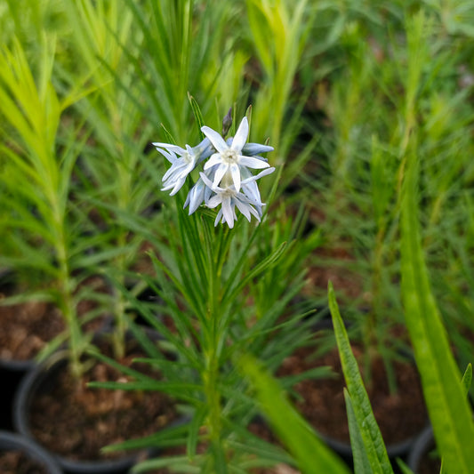 Amsonia hubrichtii