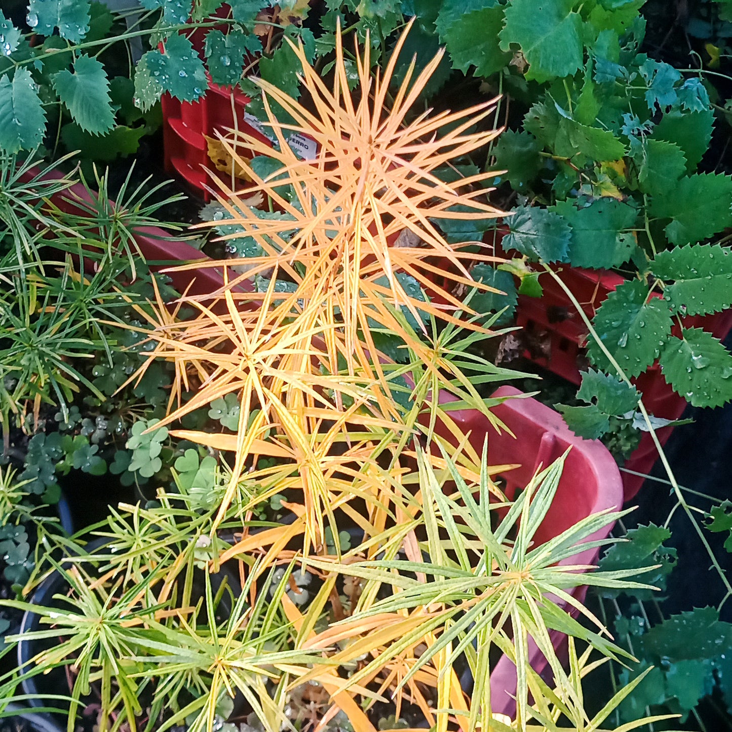 Amsonia hubrichtii