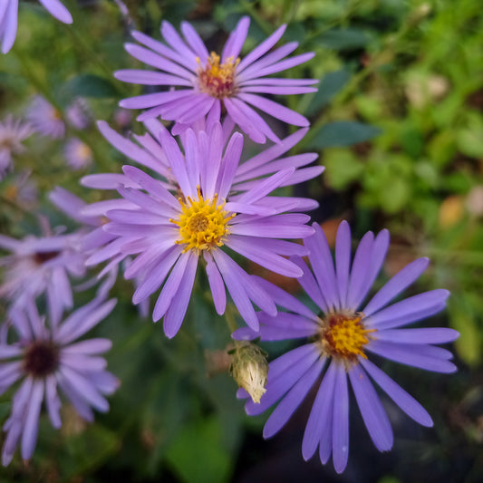 Aster cordifolius Little Carlow