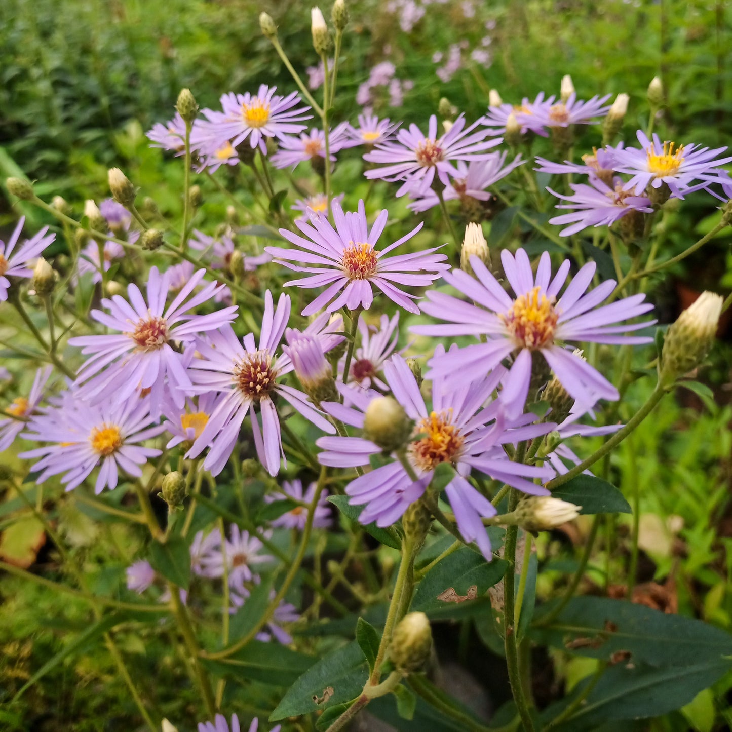 Aster cordifolius Little Carlow
