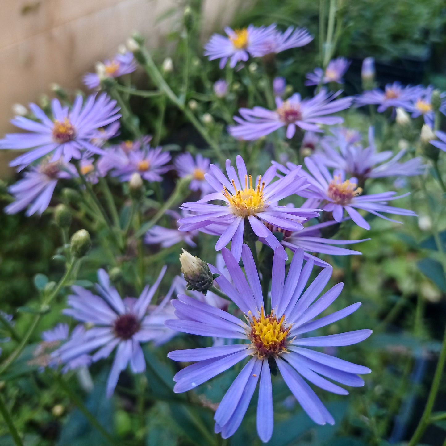 Aster cordifolius Little Carlow