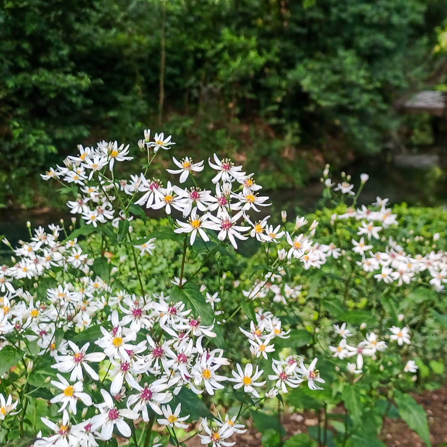 Aster divaricatus
