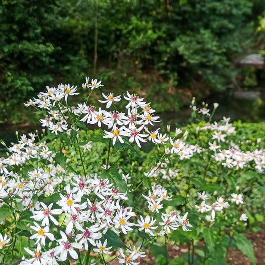 Aster divaricatus