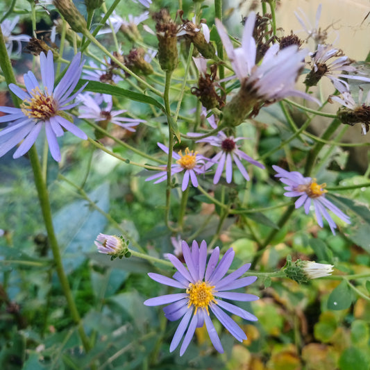 Aster macrophyllus Twilight