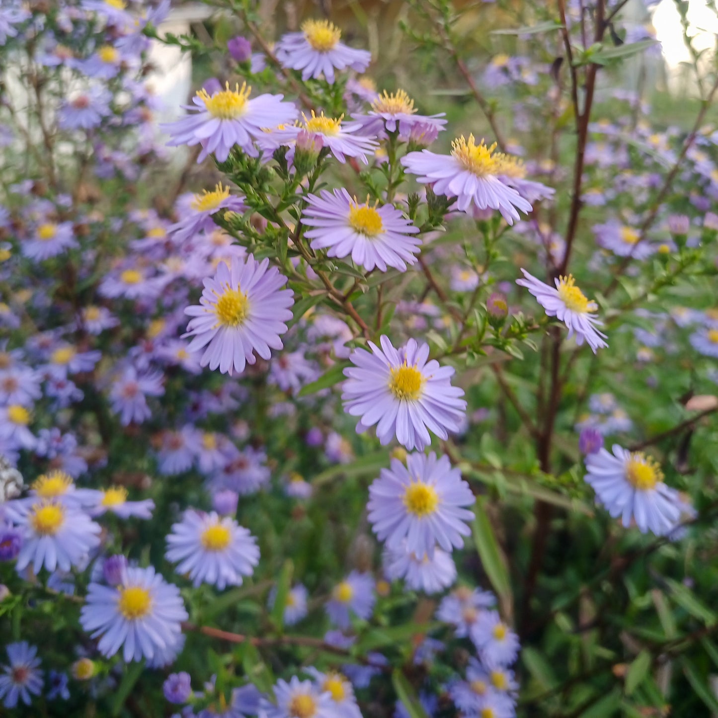 Aster x frikartii Monch