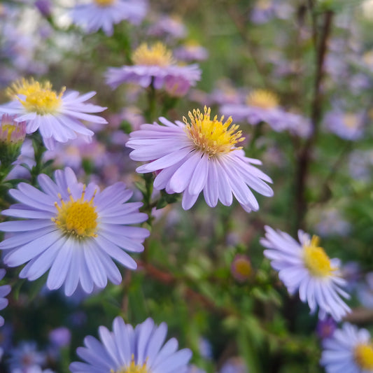 Aster x frikartii Monch