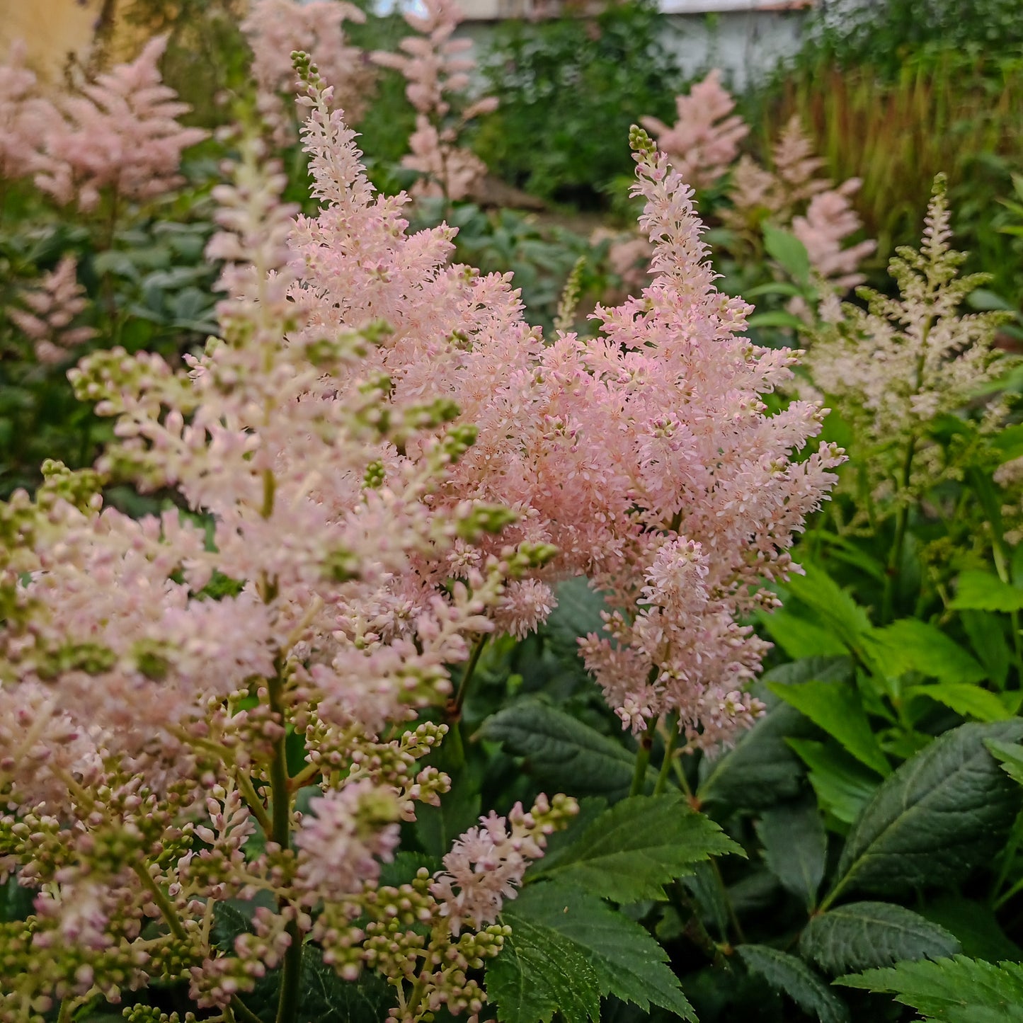 Astilbe x arendsii Europa