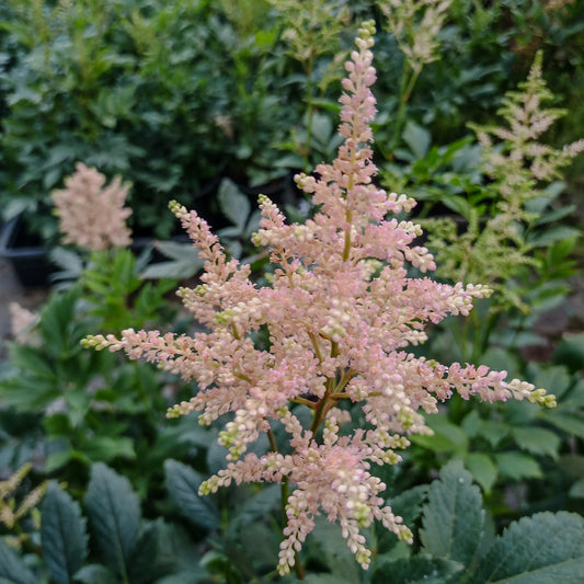 Astilbe x arendsii Europa