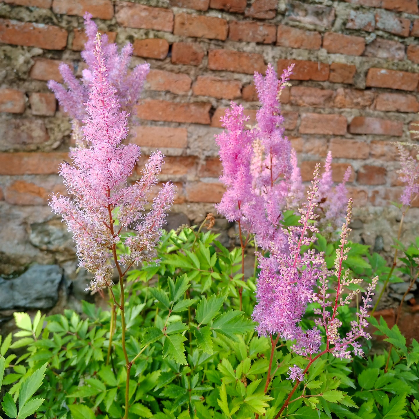 Astilbe x arendsii Hyazinth