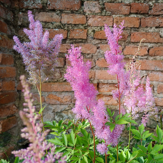 Astilbe x arendsii Hyazinth