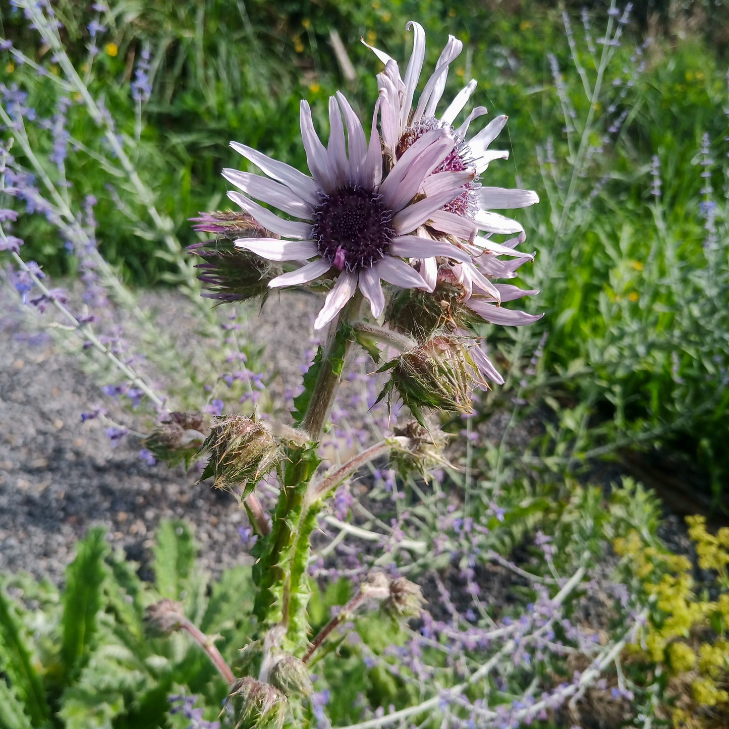 Berkheya purpurea