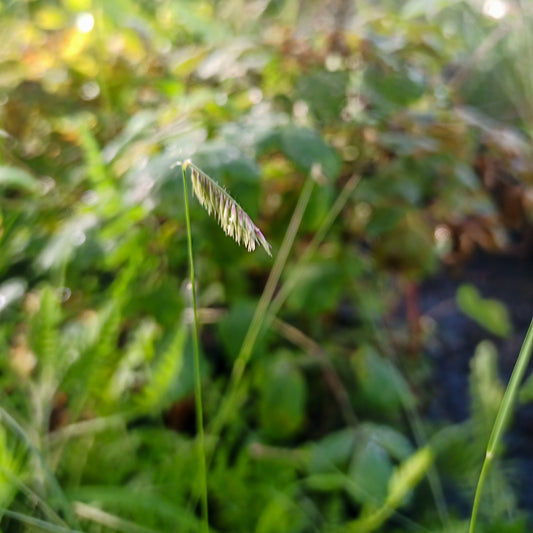 Bouteloua gracilis
