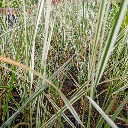 Calamagrostis x acutiflora Overdam