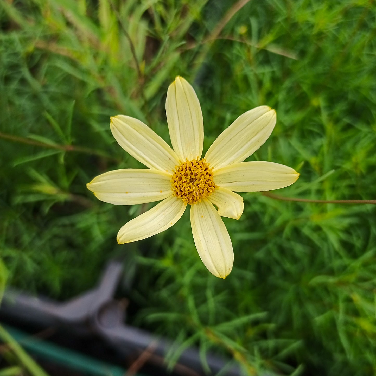 Coreopsis verticilata Moonbean