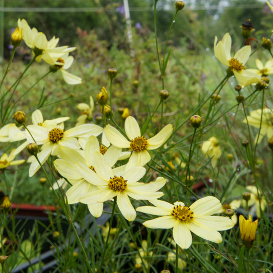 Coreopsis verticilata Moonbean