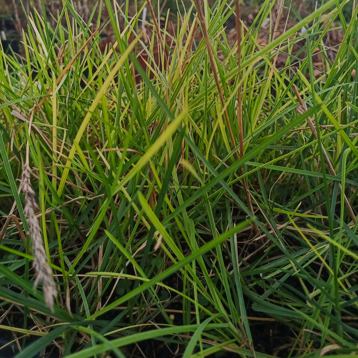 Deschampsia cespitosa Goldtau