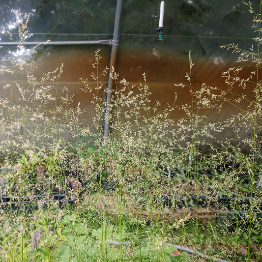 Deschampsia cespitosa Goldtau