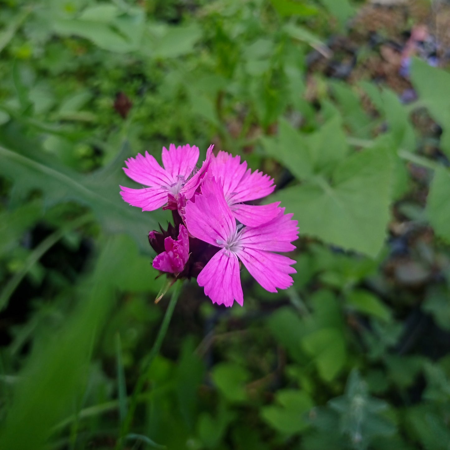 Dianthus carthusianorum