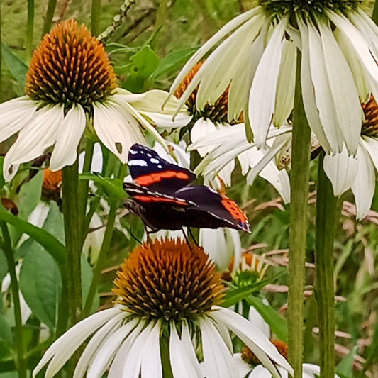 Echinacea purpurea White Swan