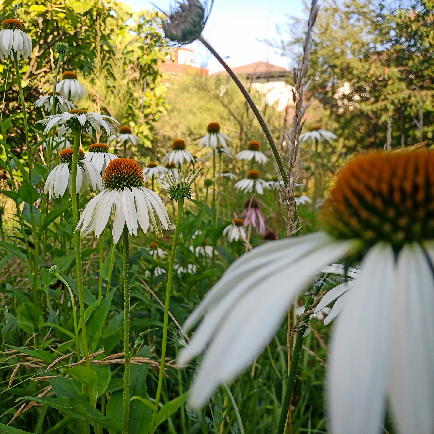 Echinacea purpurea White Swan