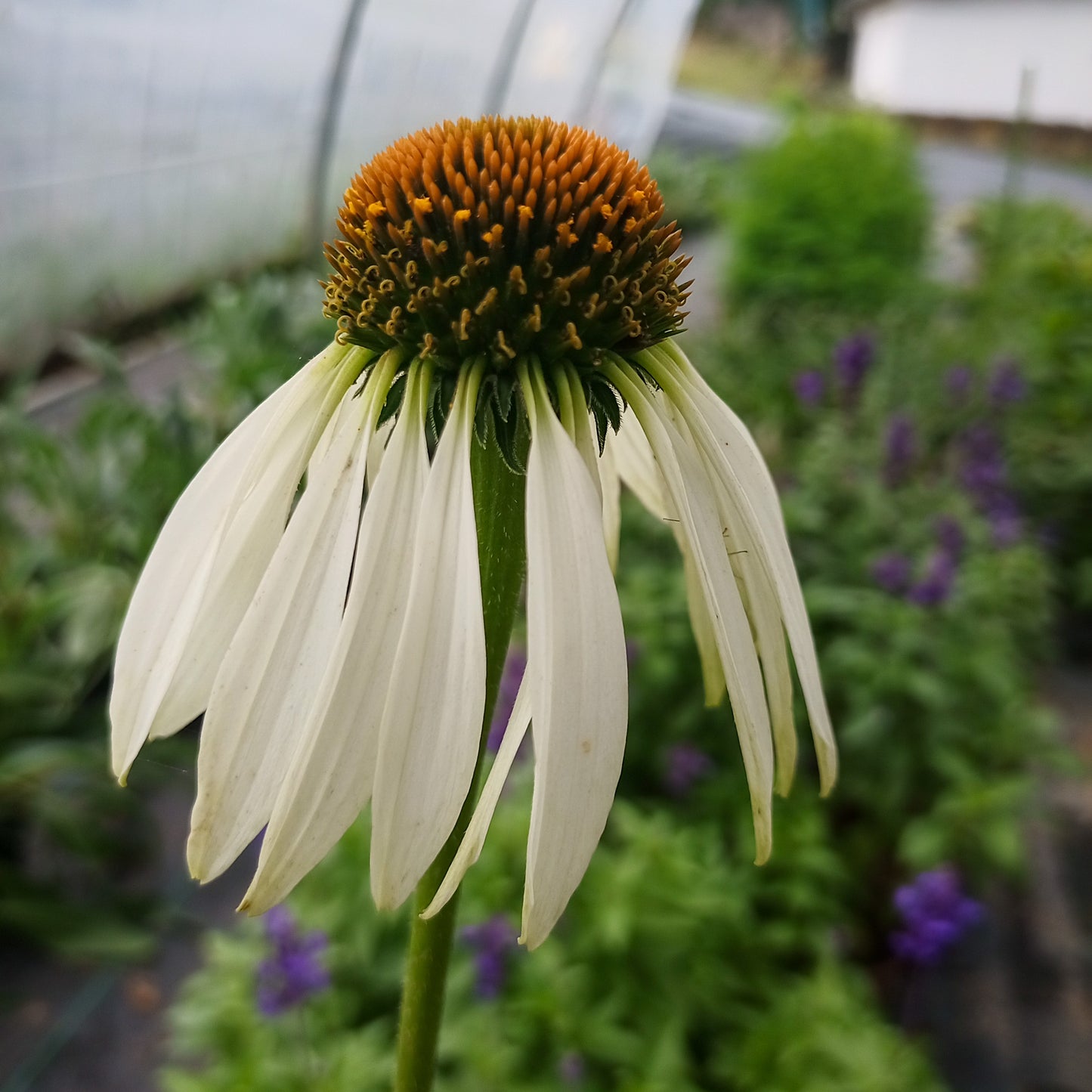 Echinacea purpurea White Swan