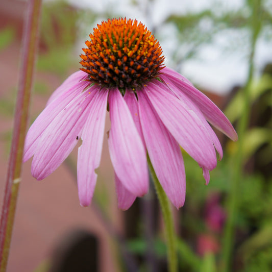 Echinacea purpurea