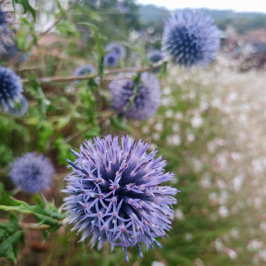 Echinops ritro