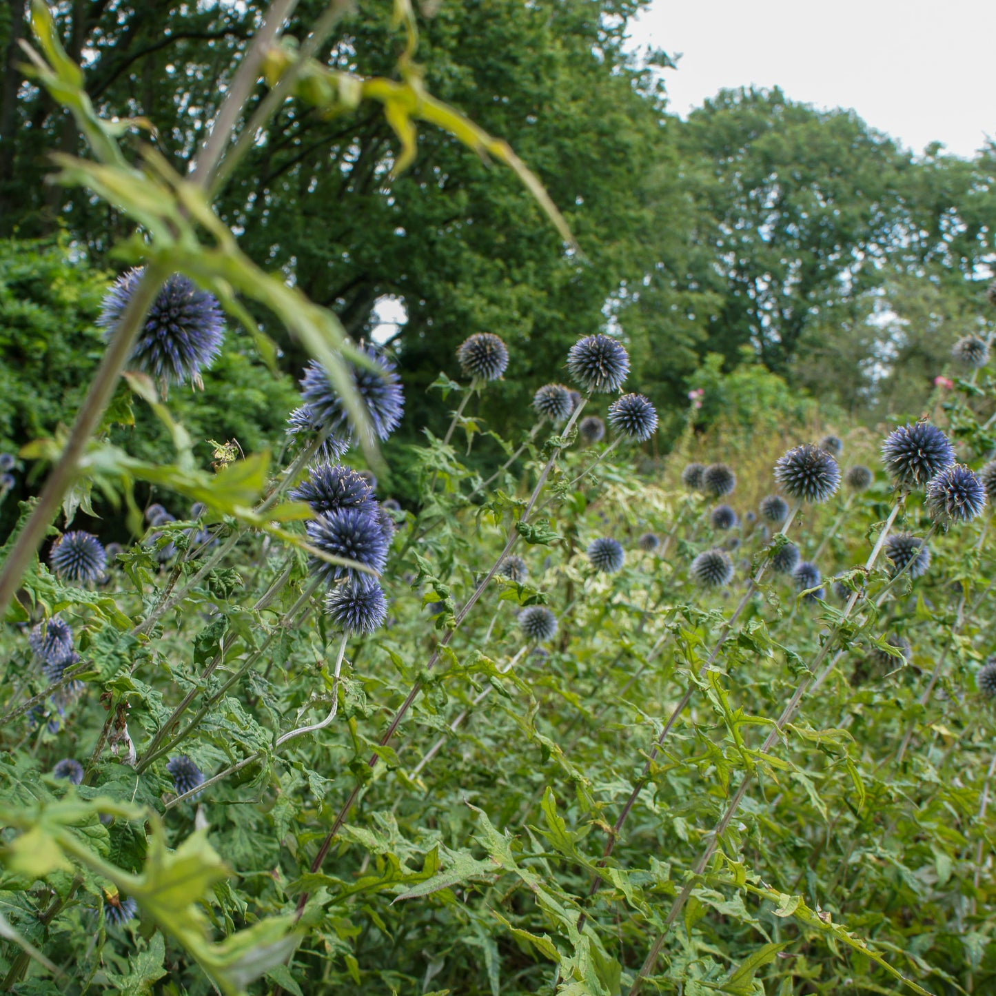 Echinops ritro