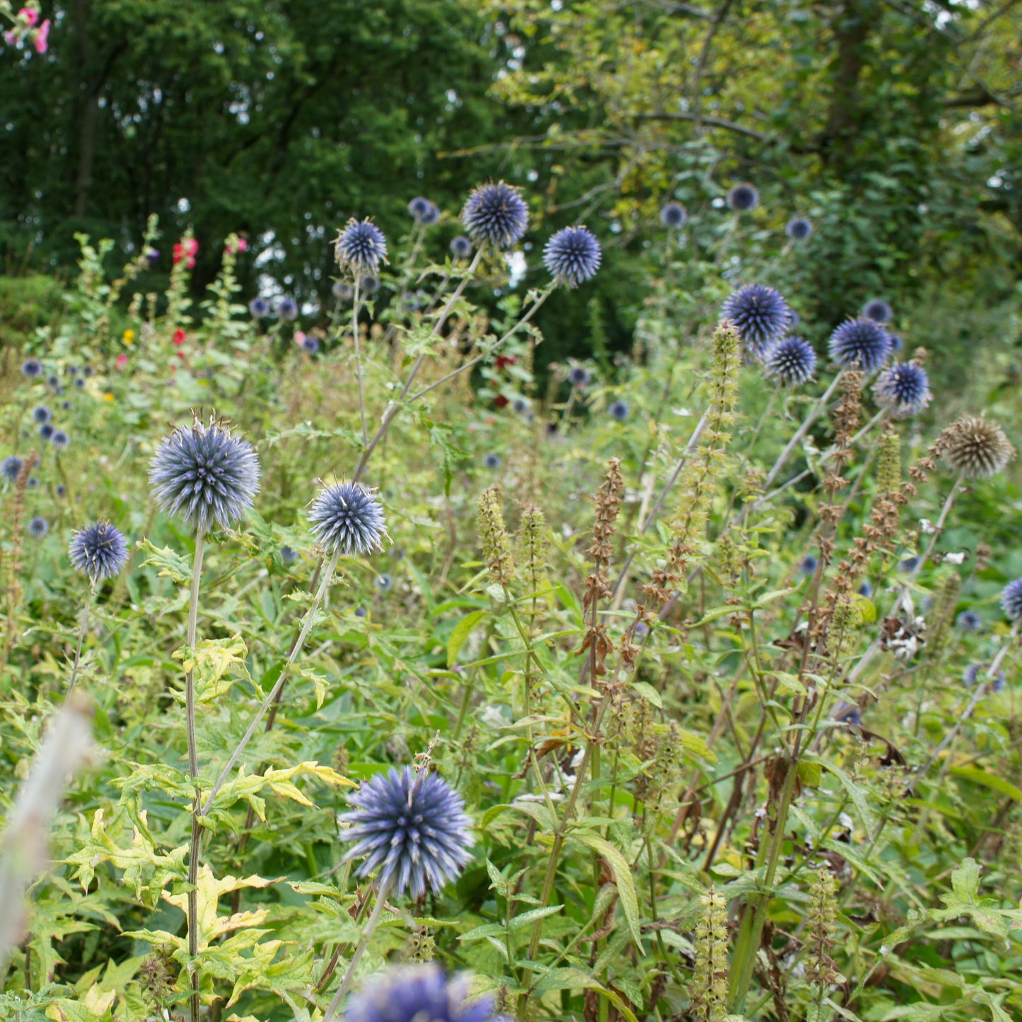 Echinops ritro
